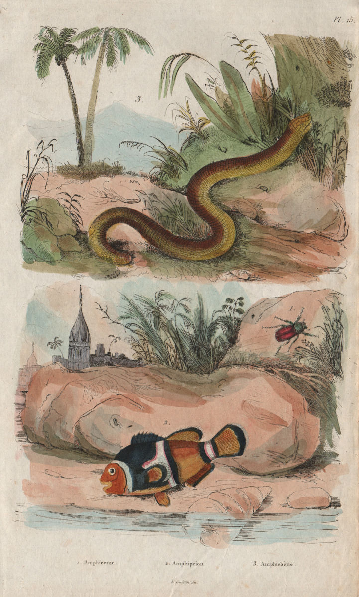 Amphicoma beetle. Amphiprion (clownfish). Amphisbaenia 1833 old antique print